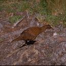 Image of Lord Howe wood rail