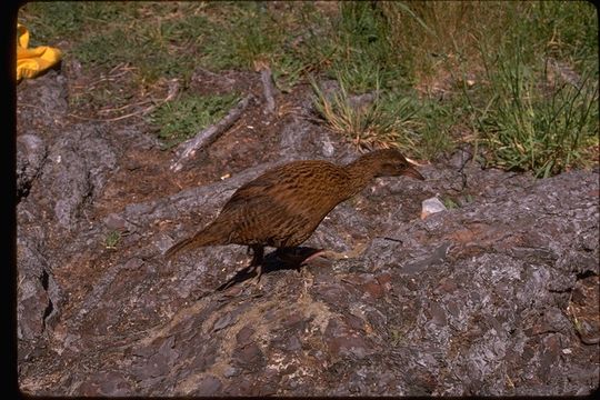 Image of Weka