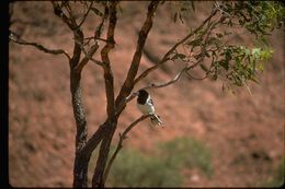 Image of Hooded Robin