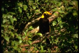 Image of Regent Bowerbird