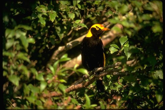 Image of Regent Bowerbird