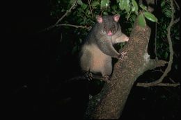 Image of Brush-tailed Possum