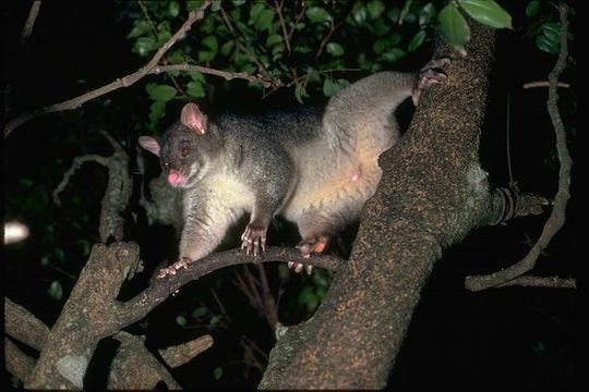 Image of Brush-tailed Possum