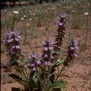 Image of Ajuga australis R. Br.