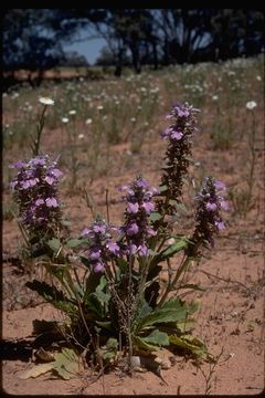 Image of Ajuga australis R. Br.