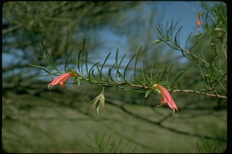 صورة Eremophila longifolia (R. Br.) F. Muell.