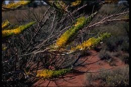 Image of Grevillea ilicifolia (R. Br.) R. Br.