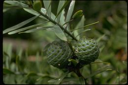 Image of kauri