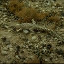 Image of Reticulate Sand Lizard