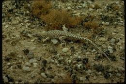 Image of Reticulate Sand Lizard