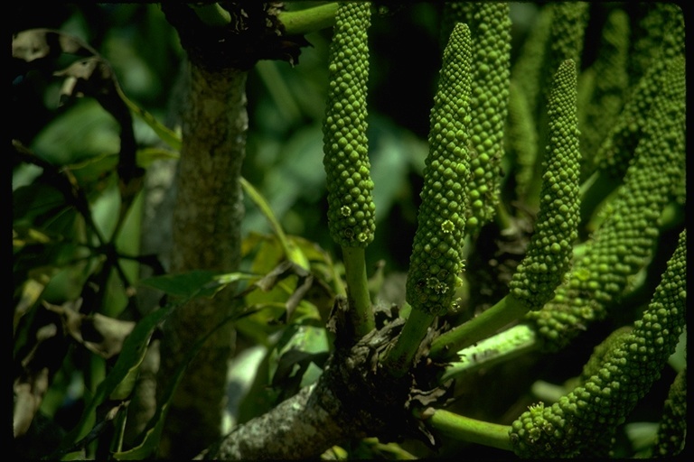 Image of Common Cabbage Tree