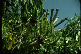 Image of Common Cabbage Tree