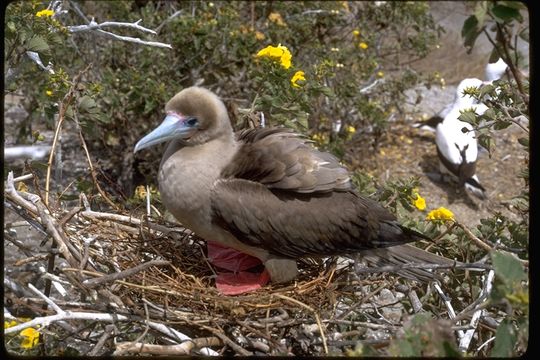 Image of Red-footed Booby