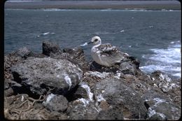 Image of Swallow-tailed Gull