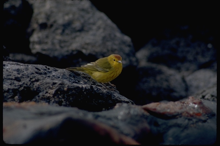 Image de Setophaga petechia aureola (Gould 1839)