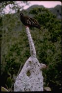 Image of Galapagos Dove