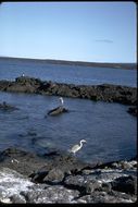 Image of Great Blue Heron