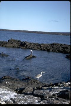 Image of Great Blue Heron