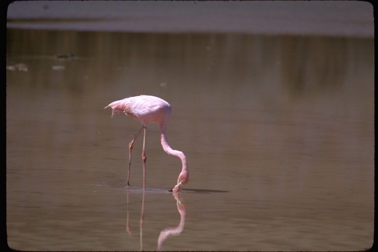 Слика од Phoenicopterus ruber Linnaeus 1758