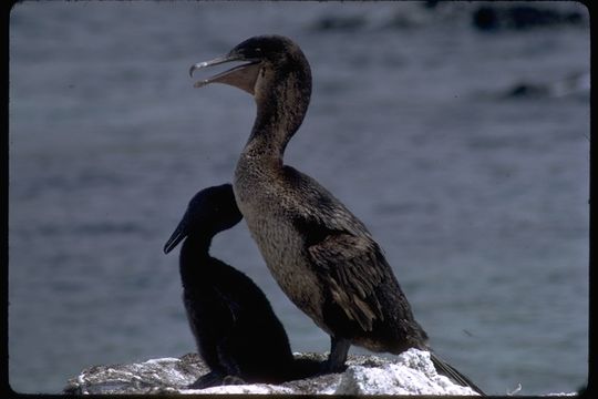 Image of Flightless Cormorant