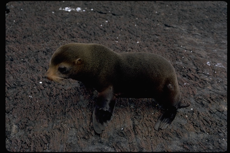 Image of fur seal