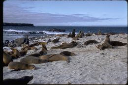 Image of Galapagos Sea Lion