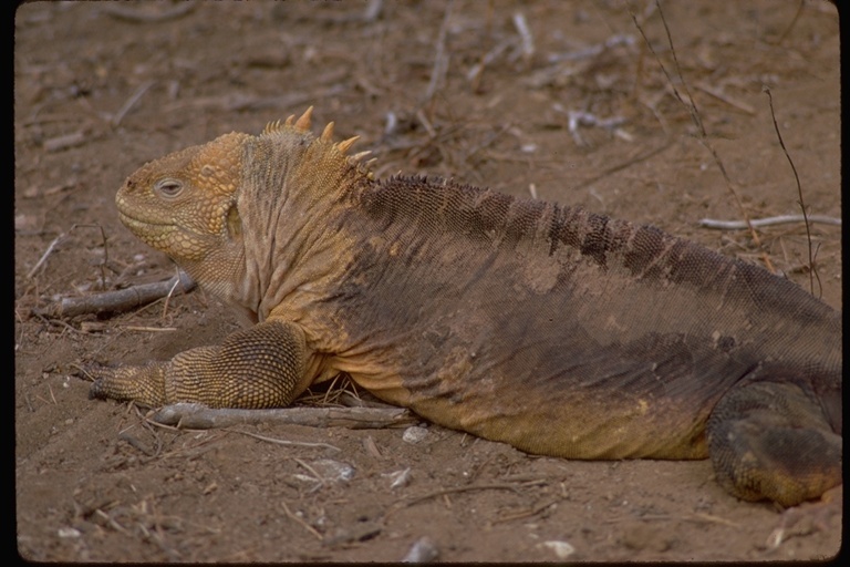 Image of Galapagos Land Iguana