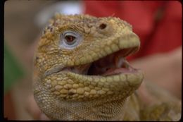 Image of Galapagos Land Iguana