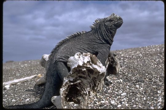 Image of Fernandina Marine Iguana