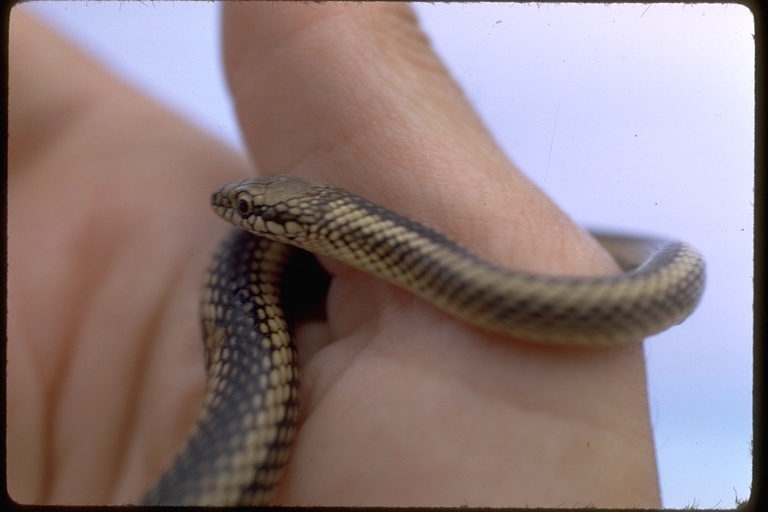 Pseudalsophis biserialis (Günther 1860) resmi