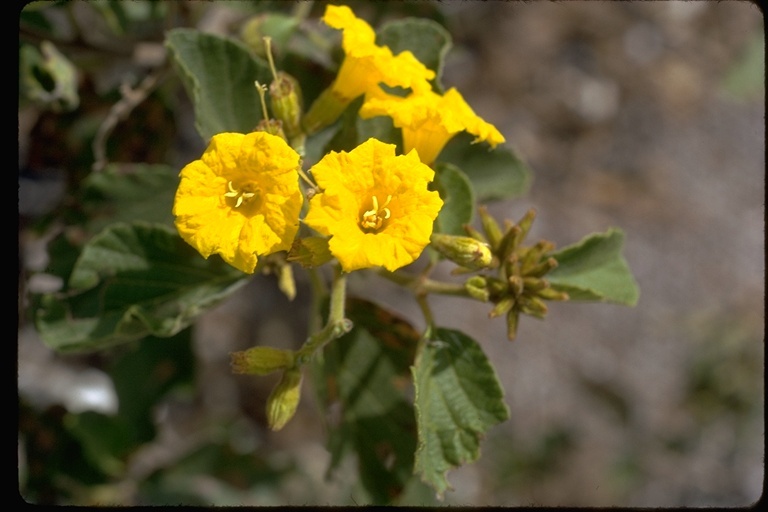 Image de Cordia lutea Lam.