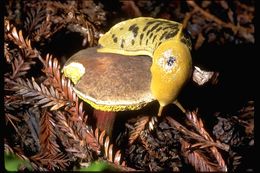 Image of Ariolimax columbianus (A. Gould 1851)