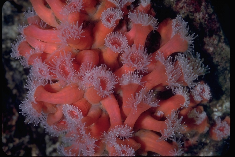 Image of Strawberry anemones