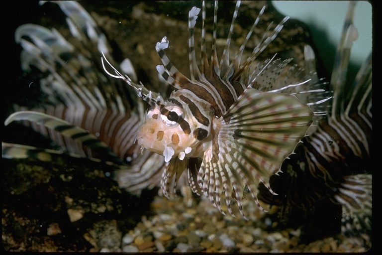 Image de poisson-scorpion à antennes