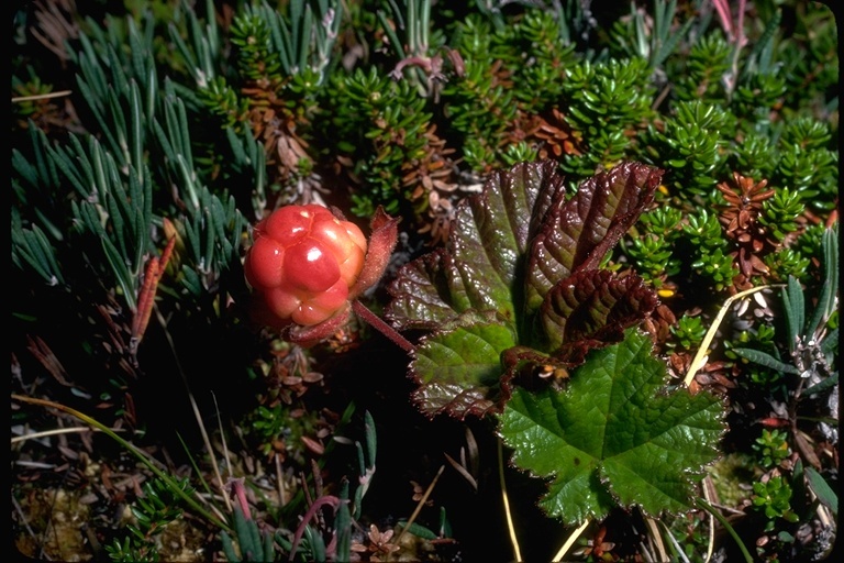 Image of cloudberry