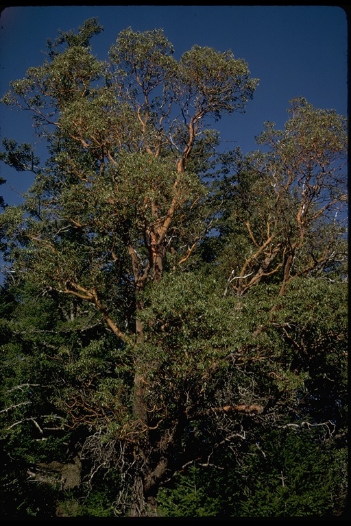 Image of Pacific madrone