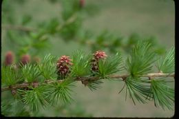 Plancia ëd Larix decidua Mill.