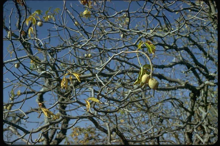 Imagem de Aesculus californica (Spach) Nutt.