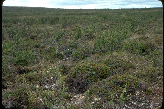 Image of Arctic dwarf birch