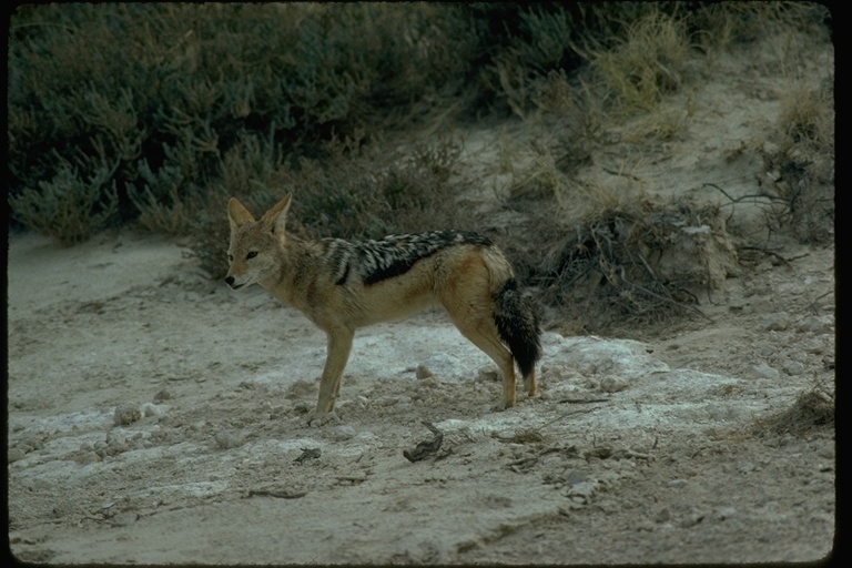 Image de chacal à chabraque