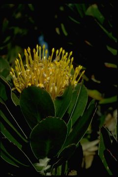 Image of Leucospermum praecox Rourke