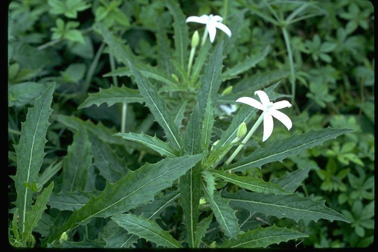 Hippobroma longiflora (L.) G. Don resmi