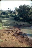 Image of African Buffalo