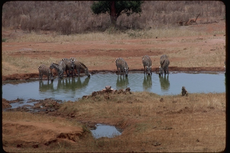 Image of Burchell's Zebra