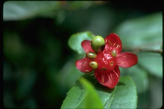 Image of Large-flowered ochna