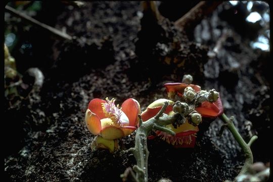 Image of Cannonball Tree