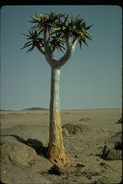 Image of <i>Aloe dichotoma</i>