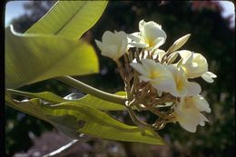 Слика од Plumeria rubra L.