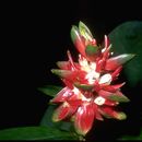 Image of Costus amazonicus (Loes.) J. F. Macbr.