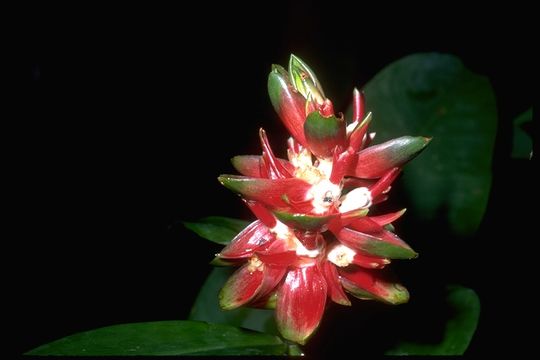 Image of Costus amazonicus (Loes.) J. F. Macbr.